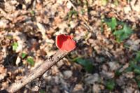 Sarcoscypha coccinea