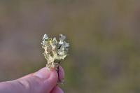 Cladonia foliacea