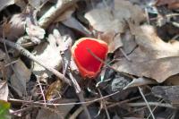 Sarcoscypha coccinea