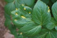 Puccinia smyrnii