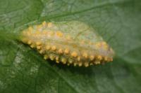 Puccinia smyrnii