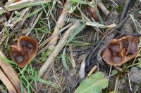 Phylloscypha phyllogena