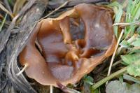 Phylloscypha phyllogena