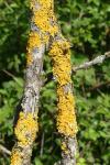 Xanthoria parietina