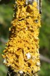 Xanthoria parietina
