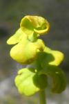 Uromyces dianthi