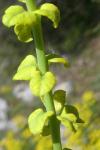 Uromyces dianthi