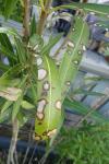 Boeremia exigua var. heteromorpha