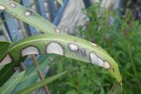 Boeremia exigua var. heteromorpha