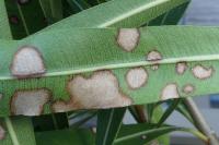 Boeremia exigua var. heteromorpha