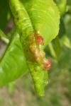 Taphrina deformans