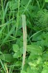 Puccinia striiformis