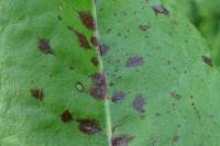Ramularia rubella