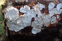 Trametes ochracea
