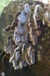 Trametes ochracea