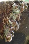 Trametes ochracea