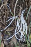 Clavaria fragilis