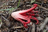 Clathrus archeri