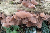 Auricularia auricula-judae
