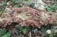 Auricularia auricula-judae