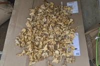 Cantharellus cibarius