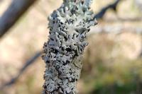 Hypogymnia physodes