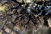 Pseudevernia furfuracea