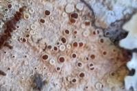 Lecanora