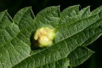 Puccinia urticata