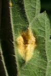 Puccinia urticata