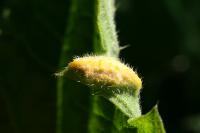 Puccinia urticata