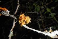 Teloschistes chrysophthalmos