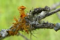 Teloschistes chrysophthalmos