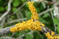 Xanthoria parietina