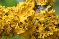 Xanthoria parietina