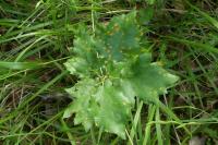 Gymnosporangium cornutum