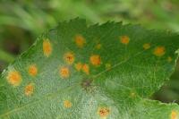 Gymnosporangium cornutum