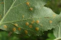 Gymnosporangium cornutum