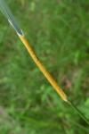 Epichloe sylvatica