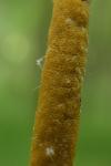 Epichloe sylvatica