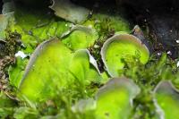 Solorina saccata