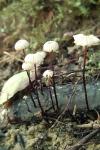 Marasmius rotula