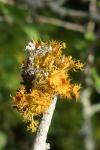 Teloschistes chrysophthalmos