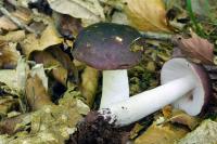 Russula brunneoviolacea