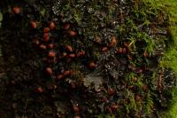 Peltigera