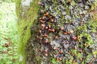 Peltigera
