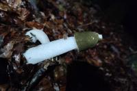 Phallus impudicus