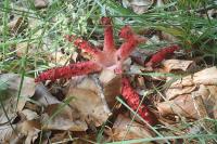 Clathrus archeri
