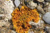 Xanthoria calcicola