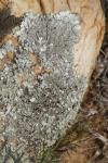 Xanthoparmelia